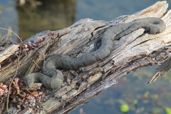 Nerodia sipedon pleuralis