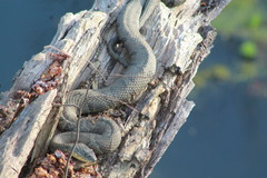 Nerodia sipedon pleuralis