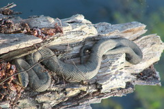 Nerodia sipedon pleuralis