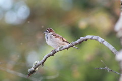 Passer domesticus