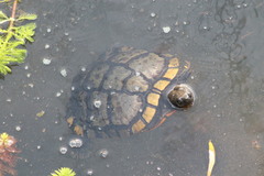 Trachemys scripta