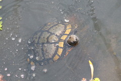 Trachemys scripta