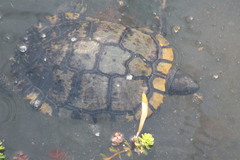 Trachemys scripta