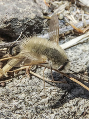 Anastoechus barbatus