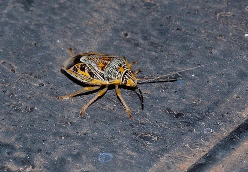 Photo 1683332, (c) i_c_riddell, some rights reserved (CC BY), uploaded ...
