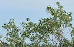 Populus laurifolia