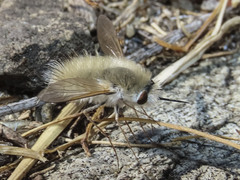 Anastoechus barbatus