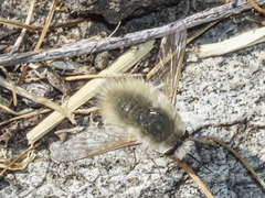 Anastoechus barbatus