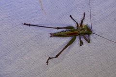 Metaballus frontalis