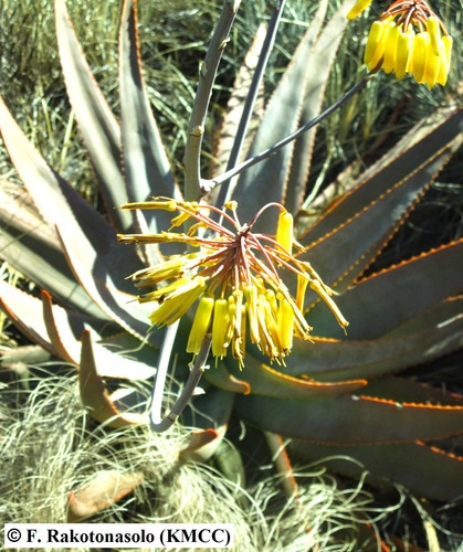 Aloe gneissicola image