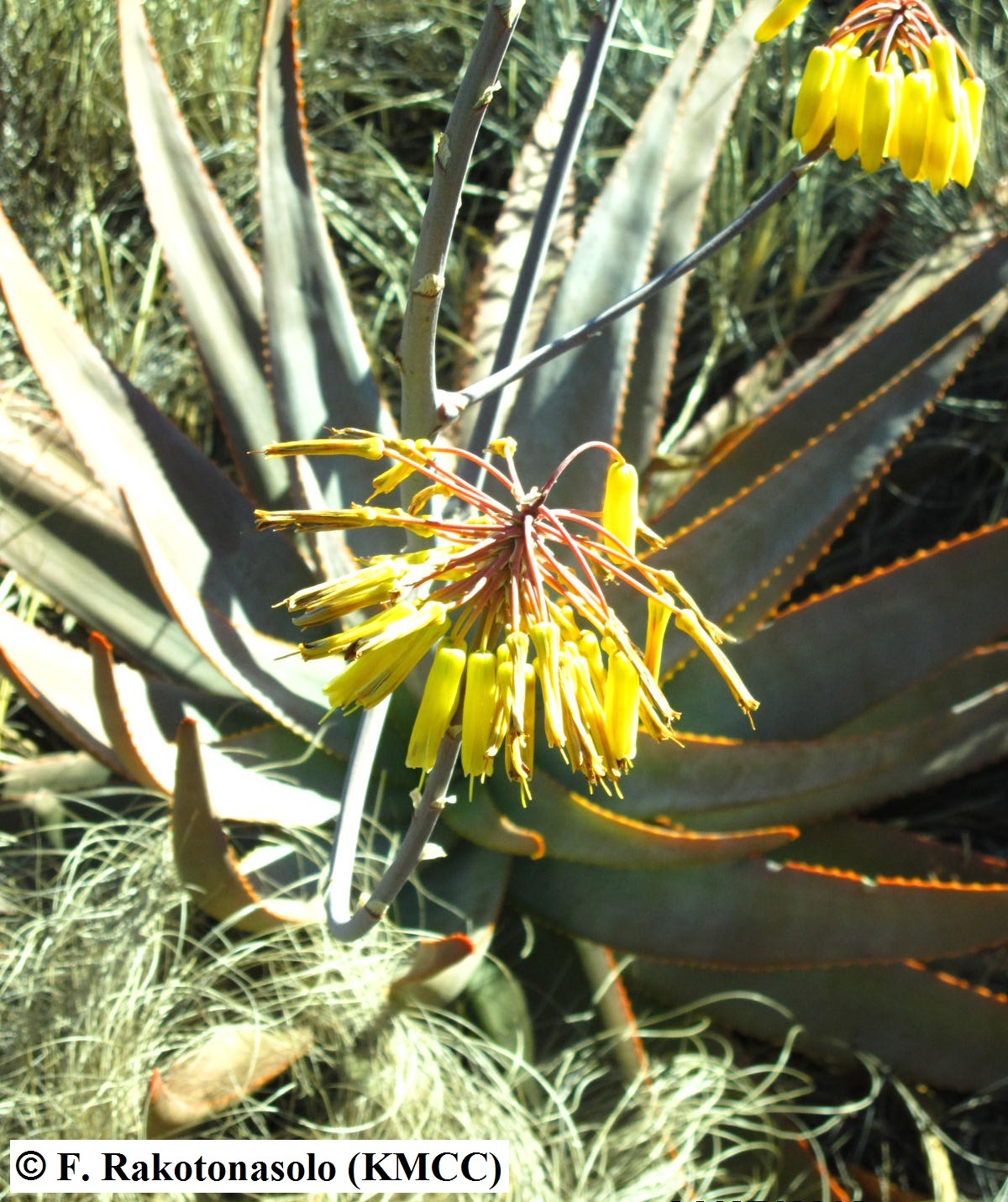 Aloe gneissicola