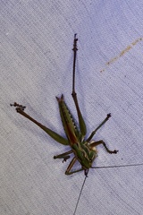 Metaballus frontalis