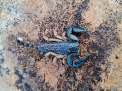 Opisthacanthus