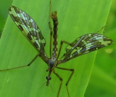 Mischoderus forcipatus