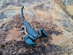 Opisthacanthus