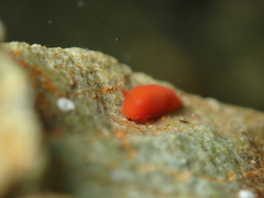 Vayssierea cinnabarea