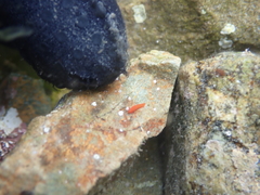 Vayssierea cinnabarea