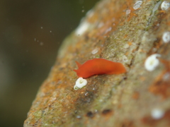 Vayssierea cinnabarea