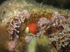 Vayssierea cinnabarea