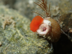 Vayssierea cinnabarea