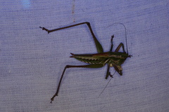 Metaballus frontalis