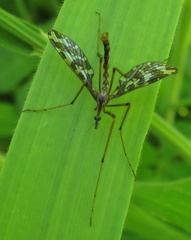 Mischoderus forcipatus