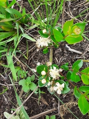 Eugenia albanensis