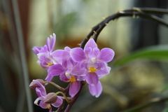 Phalaenopsis equestris