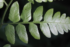 Diplazium donianum