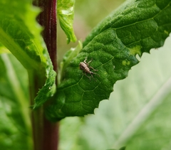 Ecrizothis inaequalis