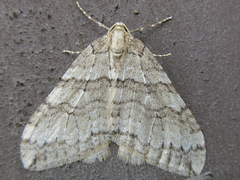 Operophtera relegata