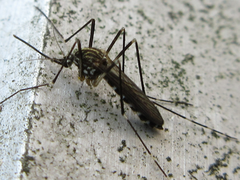 Aedes koreicus