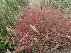 Rumex dumosus