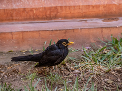 Turdus merula