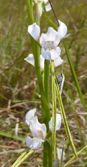 Diuris fragrantissima