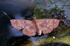 Sarobides inconclusa