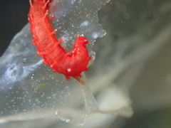 Squamocnus brevidentis