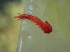 Squamocnus brevidentis