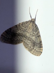 Operophtera occidentalis