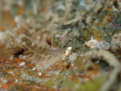Amblyosyllis
