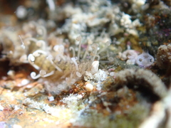 Amblyosyllis