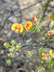 Dillwynia brunioides
