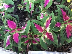 Coleus scutellarioides