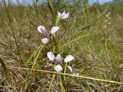 Diuris fragrantissima