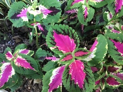 Coleus scutellarioides