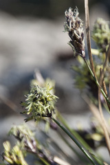 Sesleria sadleriana