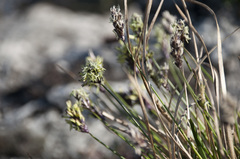 Sesleria sadleriana
