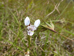 Diuris fragrantissima
