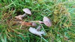 Dissoderma paradoxum