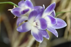 Dendrobium victoriae-reginae